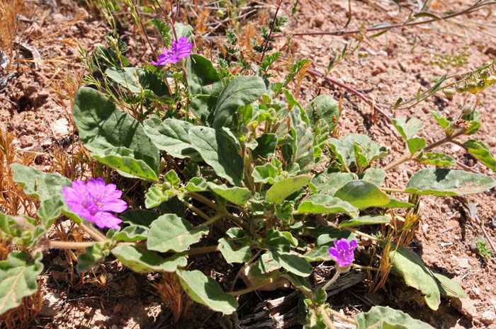 Allionia incarnata, Trailing Windmills